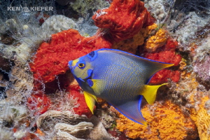 Young Queen Angel in Cozumel finally captured in front of... by Ken Kiefer 